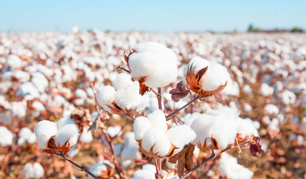 Characteristics of Turkish Cotton